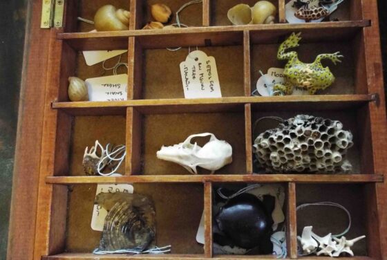 Cabinet of Treasures