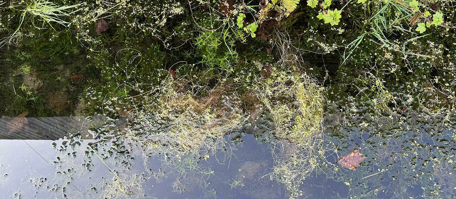 Wisdom of Water, Whitfield Well. Photo Richard Tymon