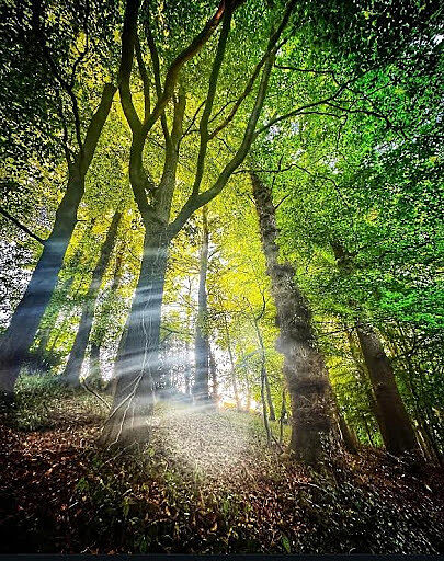 Forest Bathing Walk in Shining Cliff Woods