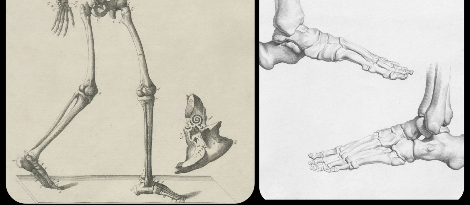 Skeleton Drawing